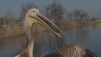Пуснаха излекувани птици, пострадали от бракониери