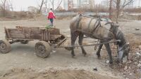 Каруцарите в София са рекордьори по наказателни актове на пътя