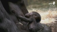 Бебе горила се роди в берлински зоопарк (ВИДЕО)