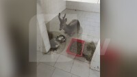 Аварийният екип на Столичната община спаси малък сръндак