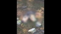 Масово отравяне на кучета в парк в Сандански (СНИМКИ+ВИДЕО)
