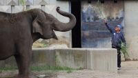 Почина дългогодишният гледач на слоновете в зоопарка в София