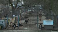 Случай на изключително опасно и заразно заболяване по кучетата затвори приют 