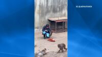 Отхвърлен, но не и сам: Пънч и хората, които му дадоха втори шанс