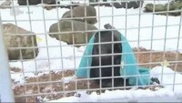 Шимпанзета оцеляват в лютата зима с чай и завивки