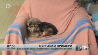 Бургас реши проблема с бездомните кучета