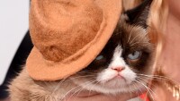 Сърдитата котка спечели дело за 710 хил. долара
