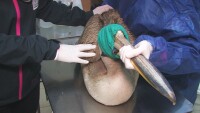 Прострелян розов пеликан е настанен в спасителния център в Стара Загора