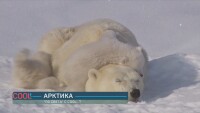 Ледената красота на Арктика (ВИДЕО)