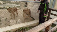 Лъвчетата Симба и Косара вече с обновен дом във Варненския зоопарк