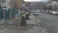 Защо в Царево отсякоха над 20 липи?
