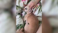 Момичето, открило кученцето си обесено на Нова година: Намерих го на желязото със сезал