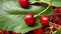 Ниски изкупни цени на черешите: Ще изхвърлят ли продукцията си производителите от Сливен?