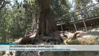 Байкушевата мура – жертва на туристи