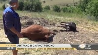 Зараза от антракс е обявена в община Ситово
