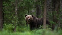 Мечка нападна мъж в Румъния: Никушор Дан блокира закон, позволяващ лова на дивите животни в страната