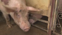 БАБХ: 24 положителни проби за африканска чума от старта на ловния сезон 