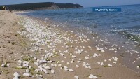 Плажът край Иракли замърсен с палмово масло, изхвърлено от кораб 