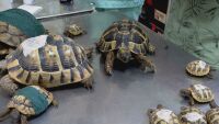 Сред боеприпаси и наркотици: Намериха 21 защитени костенурки в частен имот в Каспичан