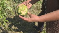 „Всичко е отишло по дяволите“: Градушка с големина на орех унищожи реколтата на 20 семейства