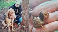 Италианското куче Бруно, което спасява хора, беше убито с наденички, пълни с пирони 