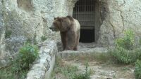 Мечка излиза от пещерата си в зоопарка в Плевен и се разхожда по алеите за посетители
