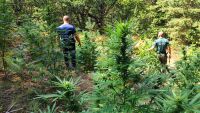Гранични полицаи разкриха и изгориха 6 наркоплантации в планината (СНИМКИ)
