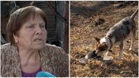 Евакуираното семейство от Козарево: С последни сили спасяват кучето Роки от пожара