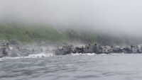Моментът на труса край Камчатка: Морски лъвове се „евакуират“, като се гмуркат в морето (ВИДЕО)