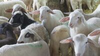 Установиха ново огнище на шарка по овцете и козите в Карловско
