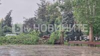 Дърво падна върху майка с две деца в София (СНИМКИ)