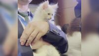 Президентската котка Локум засенчи политиците на срещата на НАТО