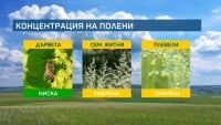 Полените на плевелите са най-агресивни към алергичните сега