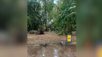 Силна буря връхлетя Петрич, съборени са дървета, клони и контейнери за боклук