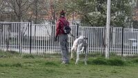 „Не смеем да излизаме“: Хора от „Карпузица“ сигнализират за агресивно куче
