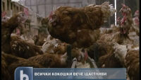 България успя да ощастливи кокошките в срок