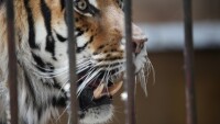 Държавата улесни регистрацията на частни зоопаркове