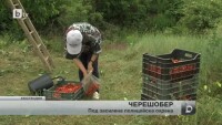 От днес жандармеристи ще охраняват черешите в Кюстендил