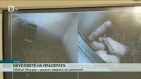 Прасетата предпочитат Моцарт пред 