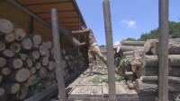 Фирма за дърводобив с десетки нарушения все още има лиценз