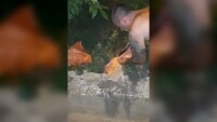 Семейство от Добрич спаси котета, завързани в чували