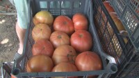 Родни зеленчукопроизводители не успяват да пласират цялата си продукция