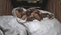 От шишарка до фиданка: Колко време отнема възстановяването на унищожена гора?