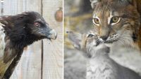 Софийският зоопарк ще отглежда Евроазиатски рис и Брадат лешояд за връщане в дивата природа