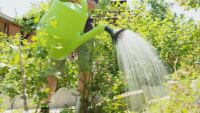 Безплатна вода за градината: Просто и ефективно решение за събиране дъжда от покрива