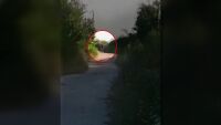 Експерт за избягалата пантера: Изключително опасно животно, напада и за удоволствие