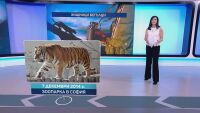 Какви хищници са бягали от клетките си през годините?