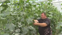 Иван Кабуров унищожава оранжерийните си краставици заради ценовата безизходица