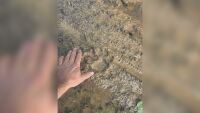 Клип от април вероятно показва черната пантера край Исперих (ВИДЕО)