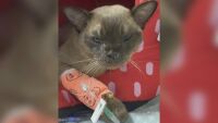 Котка се въртя 55 минути в пералнята (СНИМКИ)